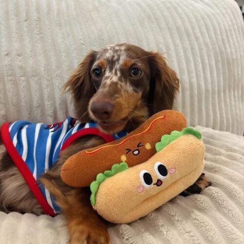 Merle Sausage Dog Puppy for Sale | Chocolate Dapple Dachshund