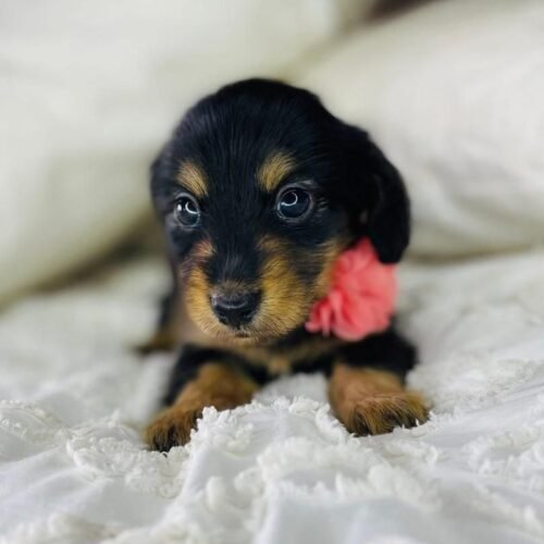 Black Tan Dachshund Puppy for Sale | Loyal Mini Sausage Dog