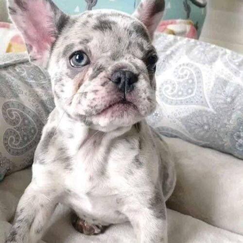 Merle French Bulldog Puppy For Sale