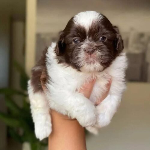 Brown Shih Tzu Puppy for Sale | Healthy Small Breed Puppies