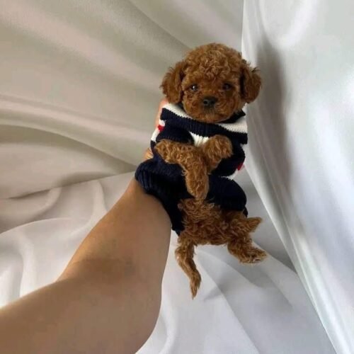 Tiny Red Poodle Puppy for Sale – Cute Toy Poodle Companion