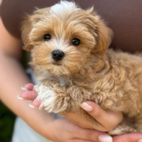 Apricot Maltipoo Puppy for Sale – Adorable Teddy Bear Companion