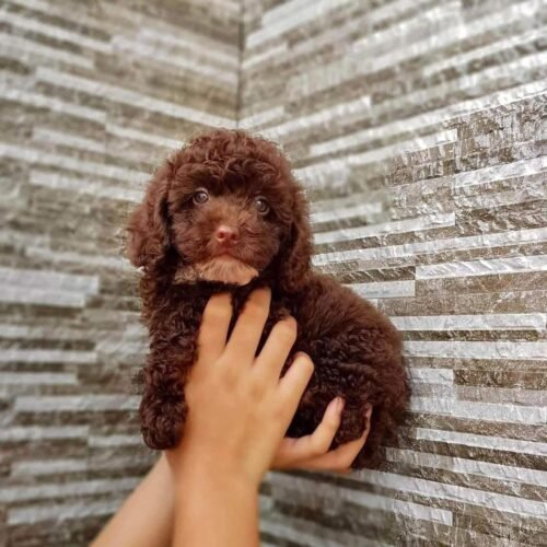 Chocolate Toy Poodle Puppy for Sale – Healthy Small Breed Puppy