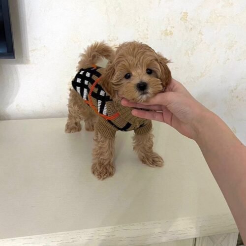 Teacup Maltipoo Puppy for Sale – Healthy Small Breed Puppy
