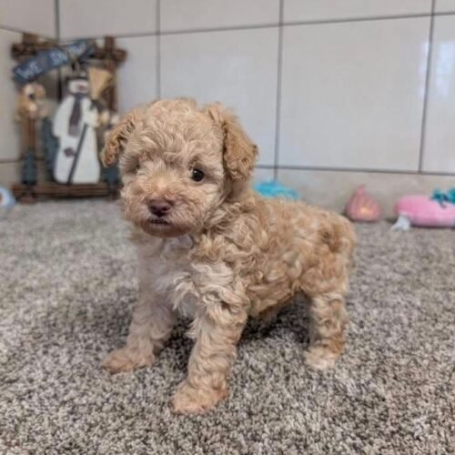 Mini Cavapoo Puppy for Sale – Healthy Small Breed Cavapoo