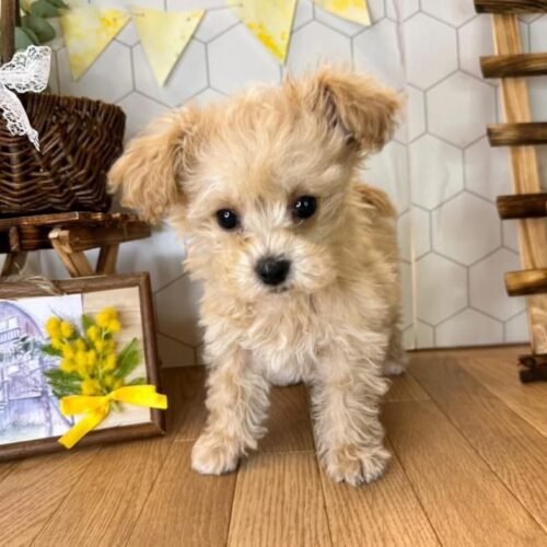 Teacup Maltipoo Puppy for Sale – Healthy Small Breed Puppy