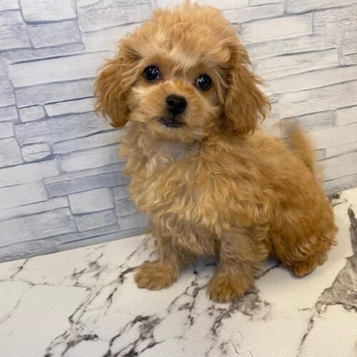 Cavapoo Puppy for Sale – Healthy Small Breed Cavapoo