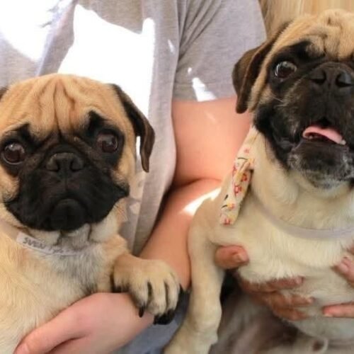 Pug Puppies Pair for Sale – Cute and Playful Companions