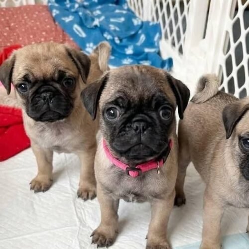 Fawn Pug Puppy for Sale – Cute Small Breed Companion